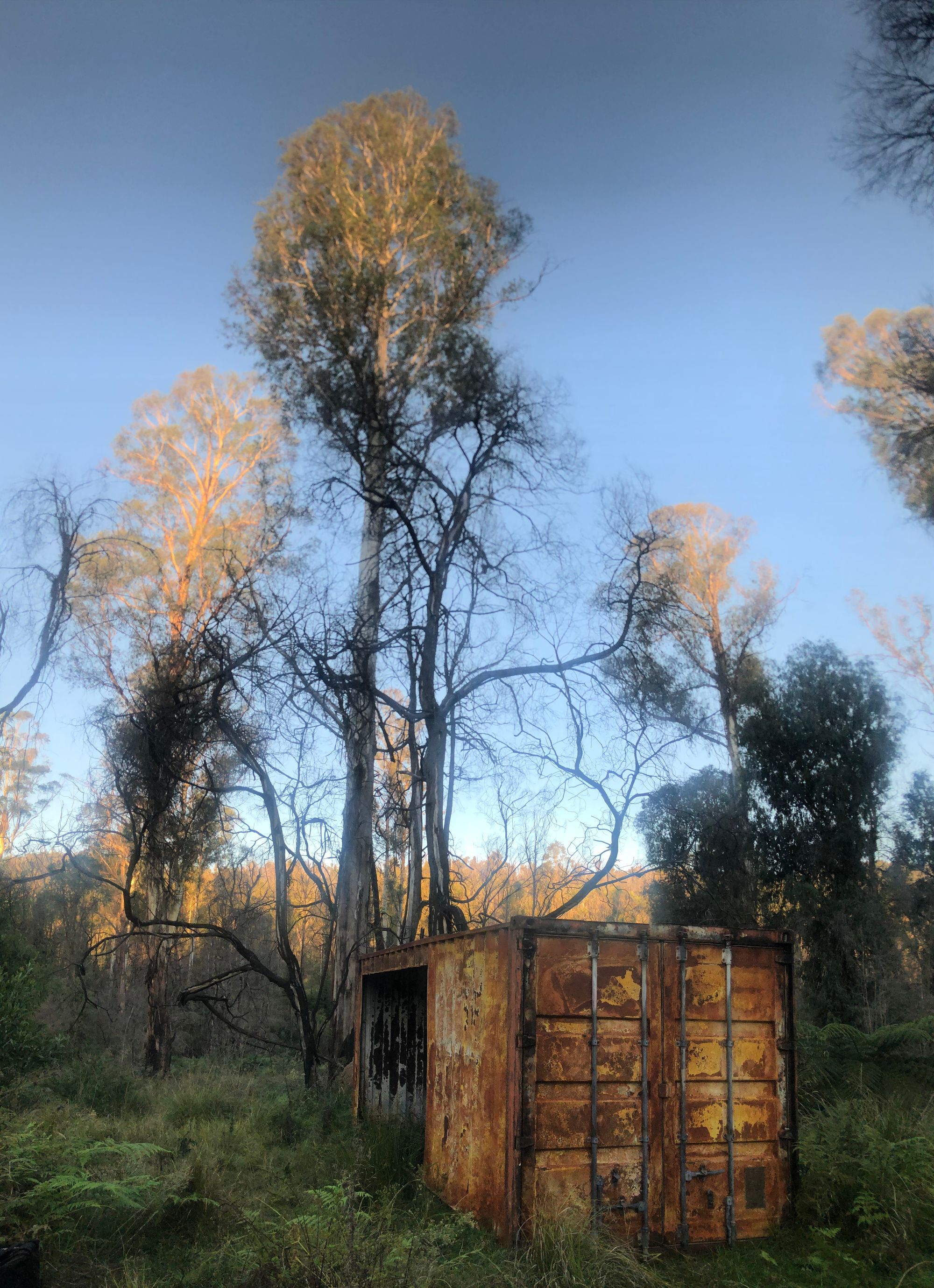 Our friend's burnt out container home in the foreground with burnt gum trees in the background