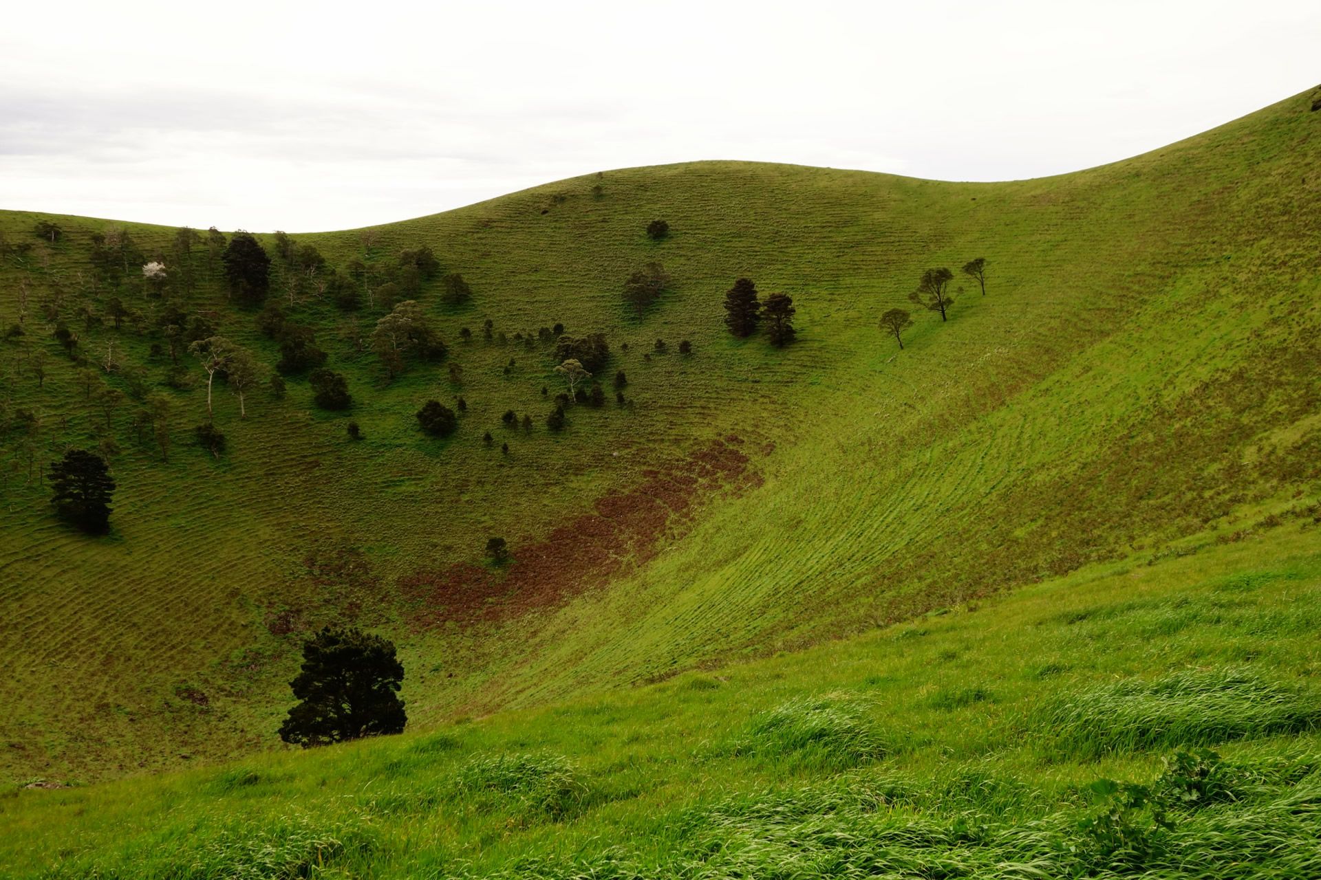 The steep curve of the crater in Mount Noorat - a grassy, rocky slope dotted with trees. 