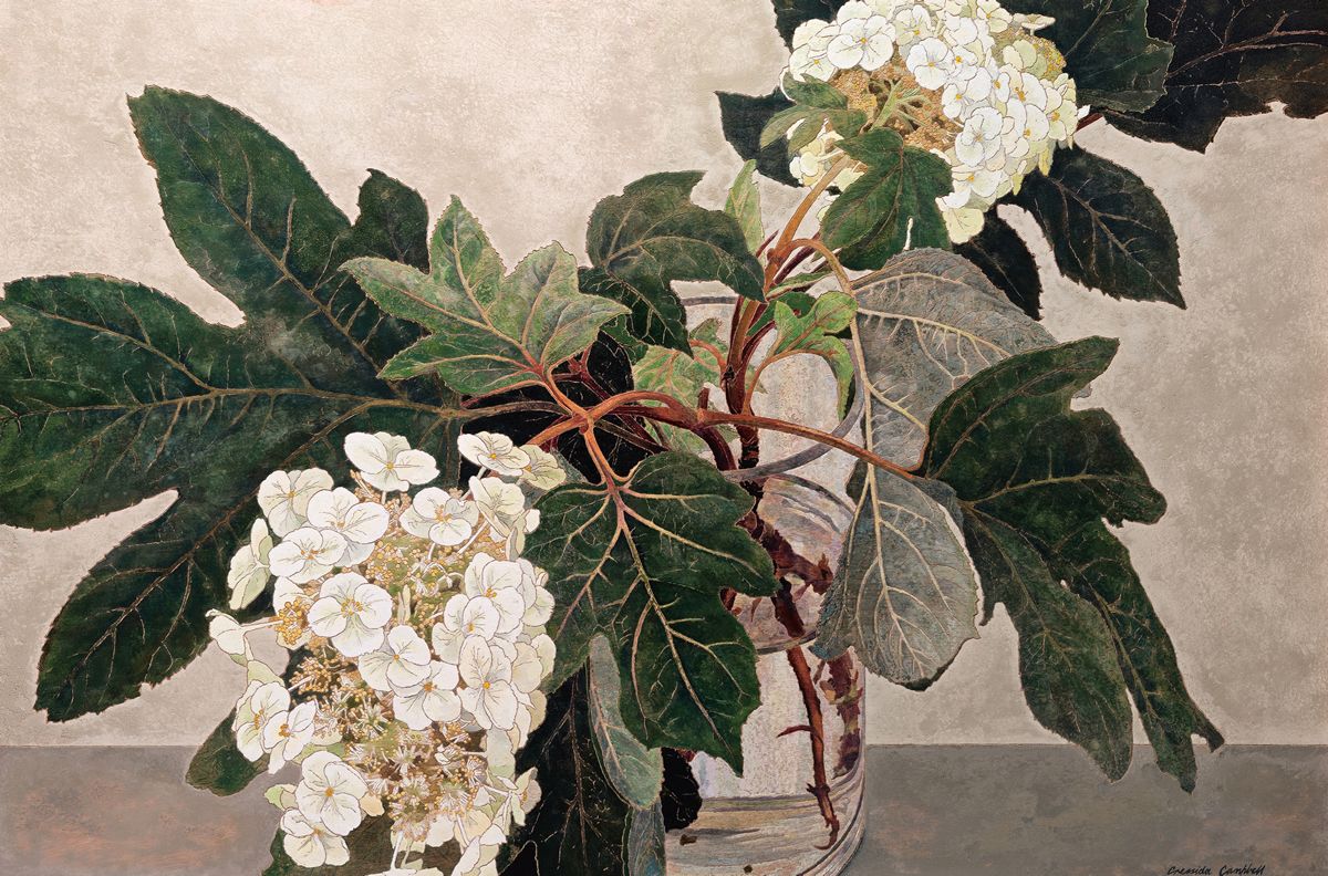 Cressida Campbell's image of white Japanese Hydrangeas in a vase with foliage