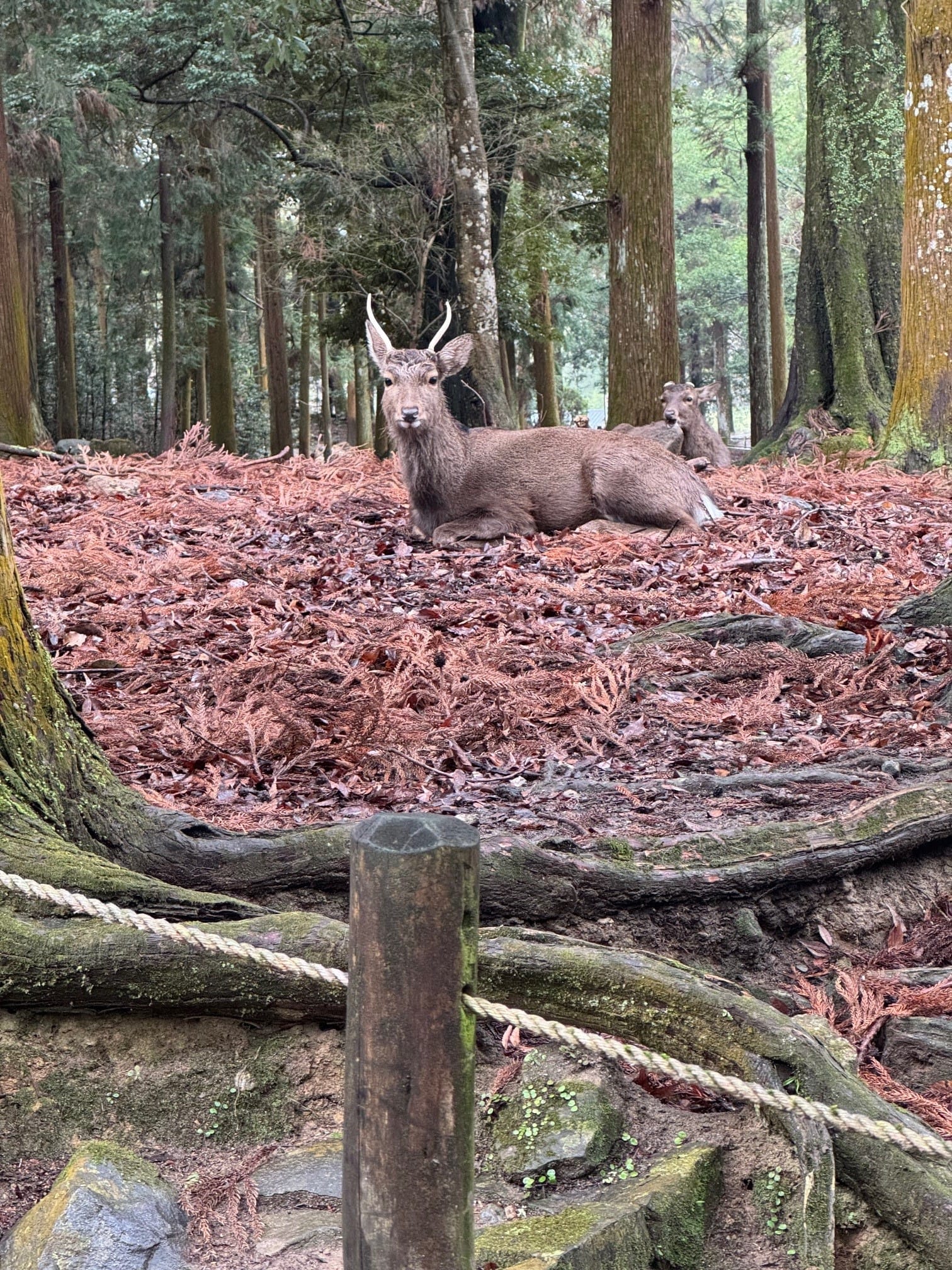 Deer on a paved walkway toward Tōdai-ji