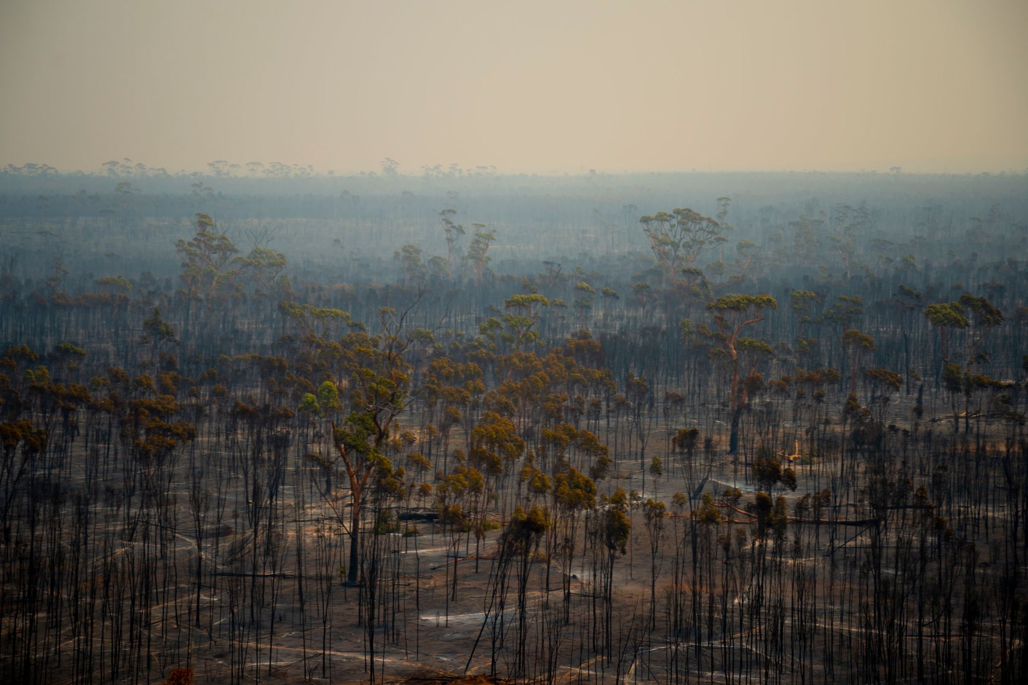 Hundreds of burnt trees in a smoky Australian landscape