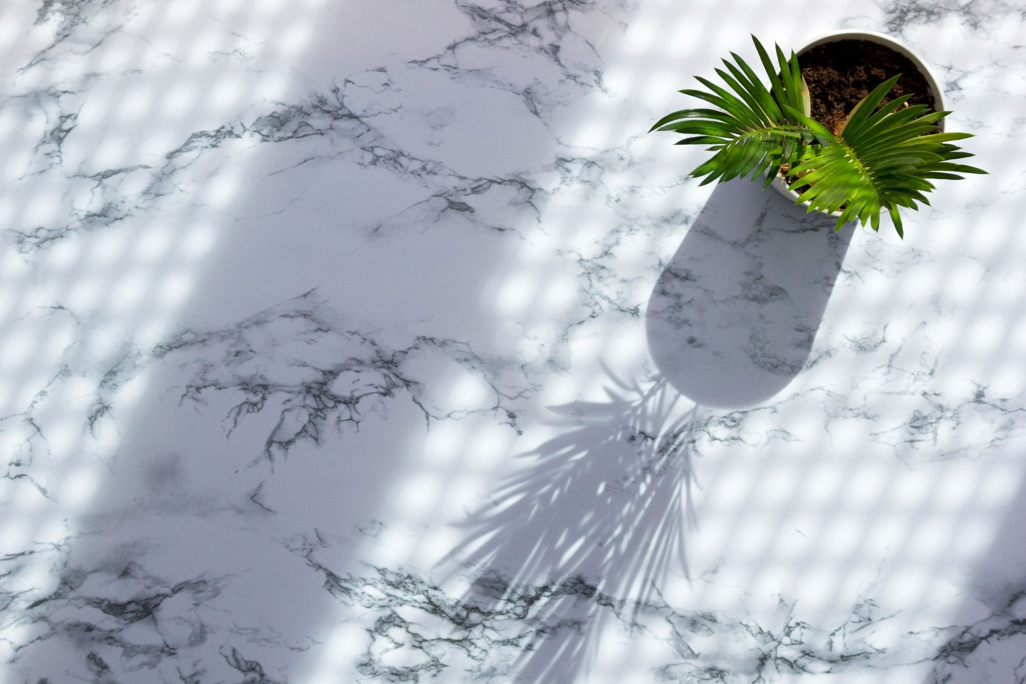 A marble tabletop with sunlight and shadows on it. There's a small potted palm casting a shadow too. 