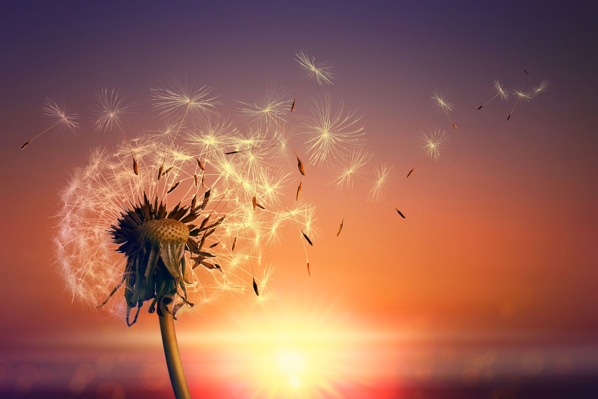 A dandelion flower against a sunrise with the seeds blowing in the air