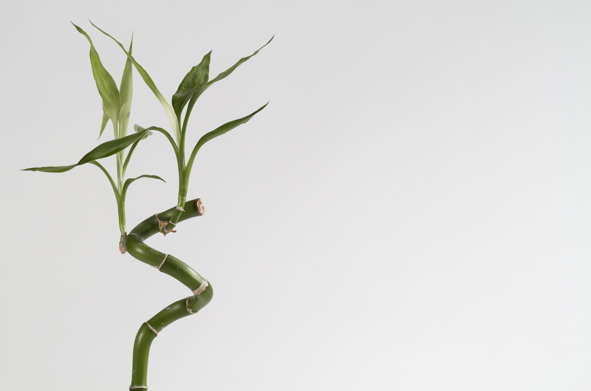 A close up of a branch of twisted bamboo. 