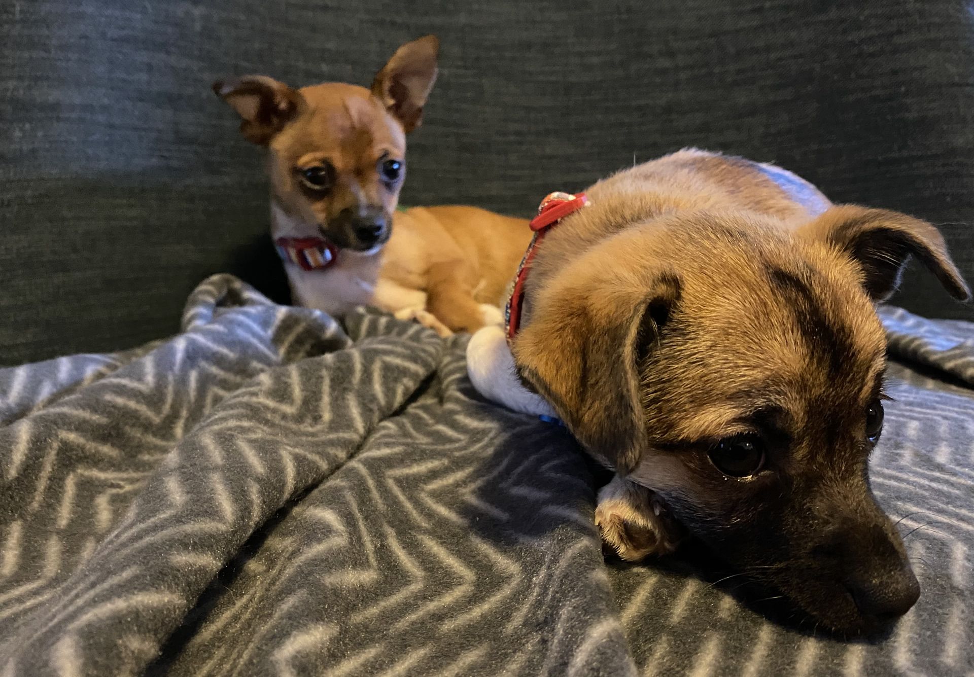 Two gorgeous chihuahua pups sitting on a chair