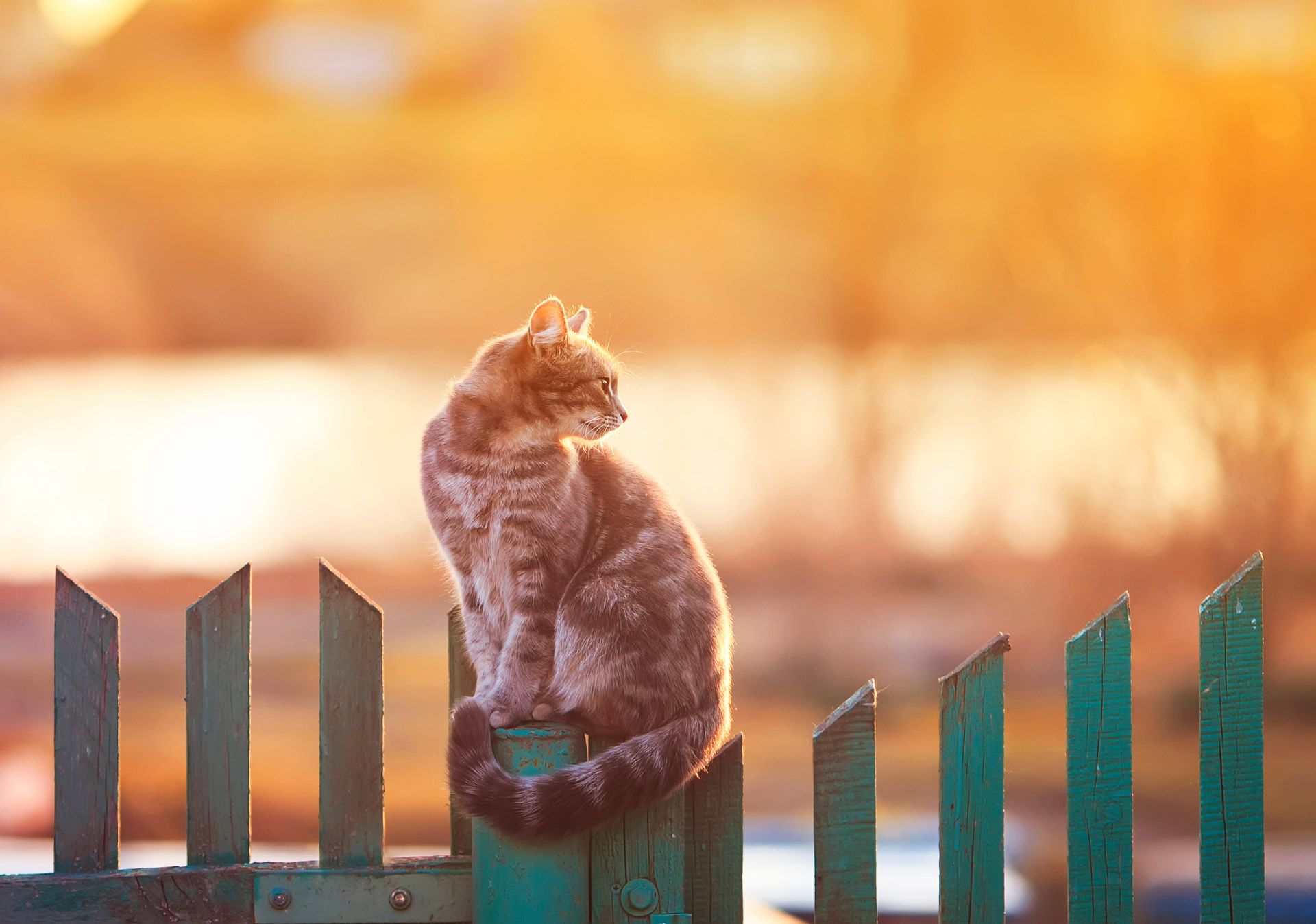 A tabby cat sits on a blue wooden fence at sunset.