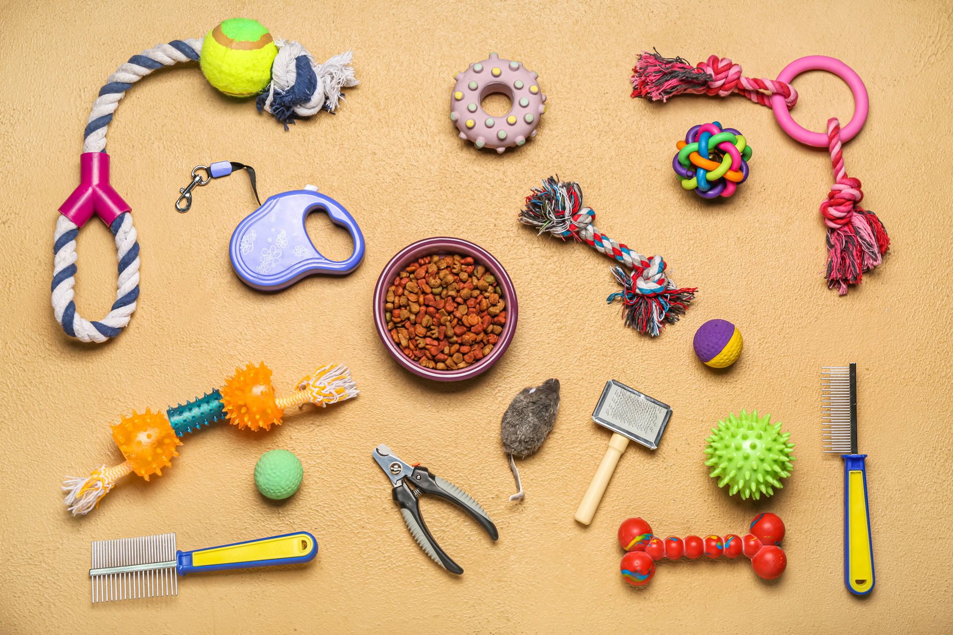 A composition of various dog toys and accessories. 