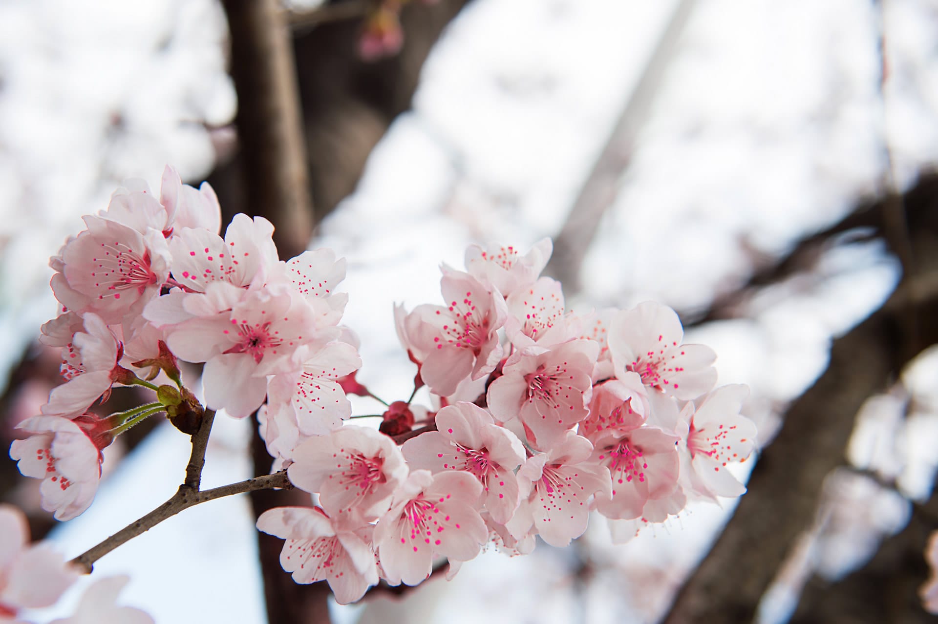 A pink flowering branch on a cherry tree