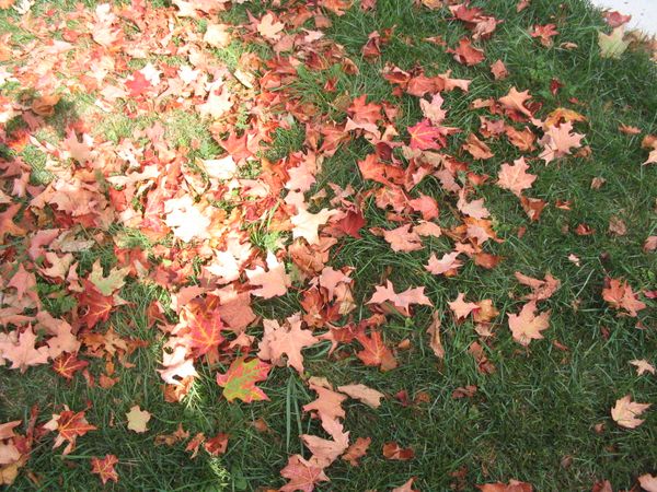 Autumn leaves on grass with the sun shining on them