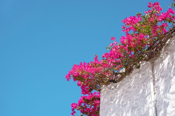 Pink bougainvillea flowers against a blue sky, growing on the white walls of a traditional house onHydra in Greece. 
