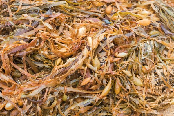 A pile of seaweed on the beach