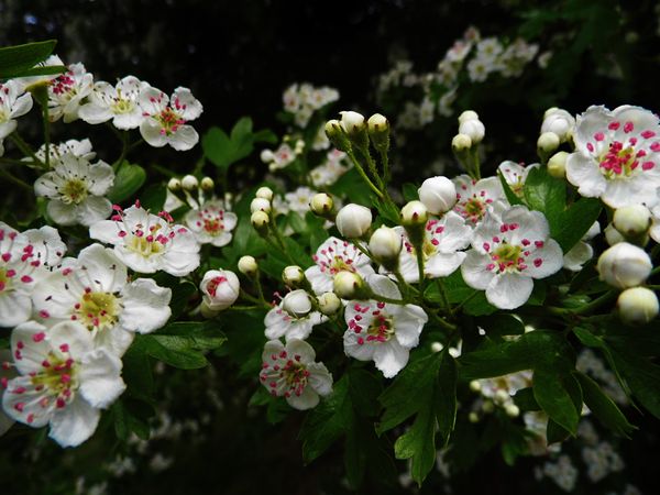 A close up of some flowers on a hawthorn bush. 