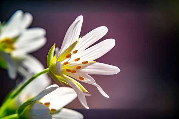 A pretty white flower with orange pollen at the end of its stamens. 