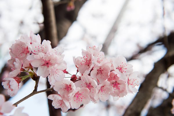 A pink flowering branch on a cherry tree
